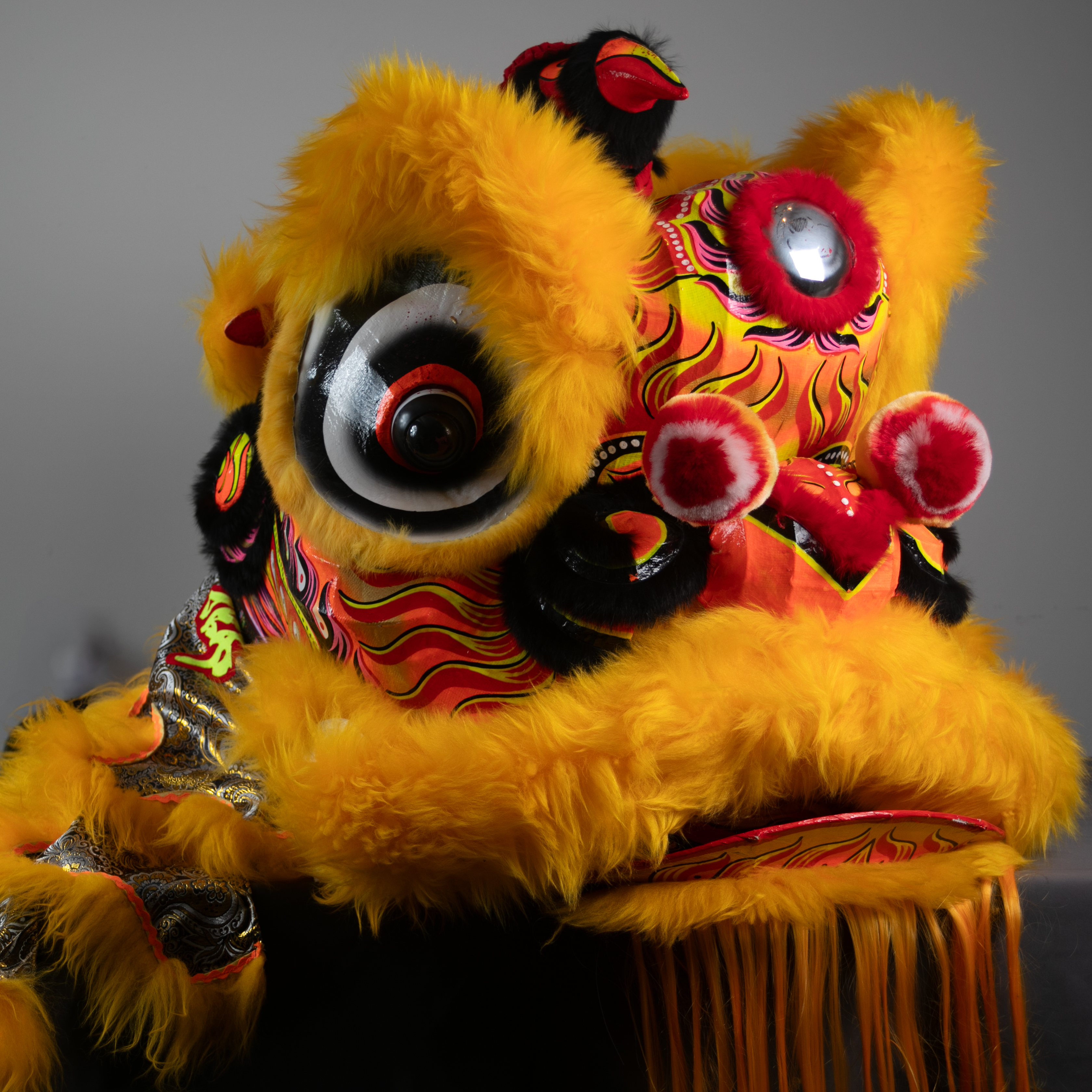 lion picture E Yellow/Gold + Black